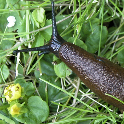 Schnecken -die große Plage im Garten    