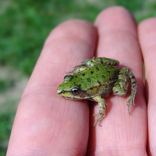 Naturschutz im Garten - was kann ich f&uuml;r den Schutz von Pflanzen und Tieren im Garten tun?